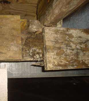 Extensive basement rot found in Long Beach by EagleLIFT of Southern California